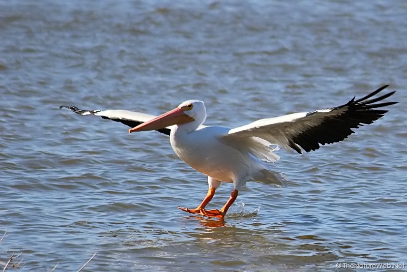 American White Pelican